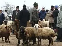 جزئیات جدید از آزاد شدن واردات گوسفند