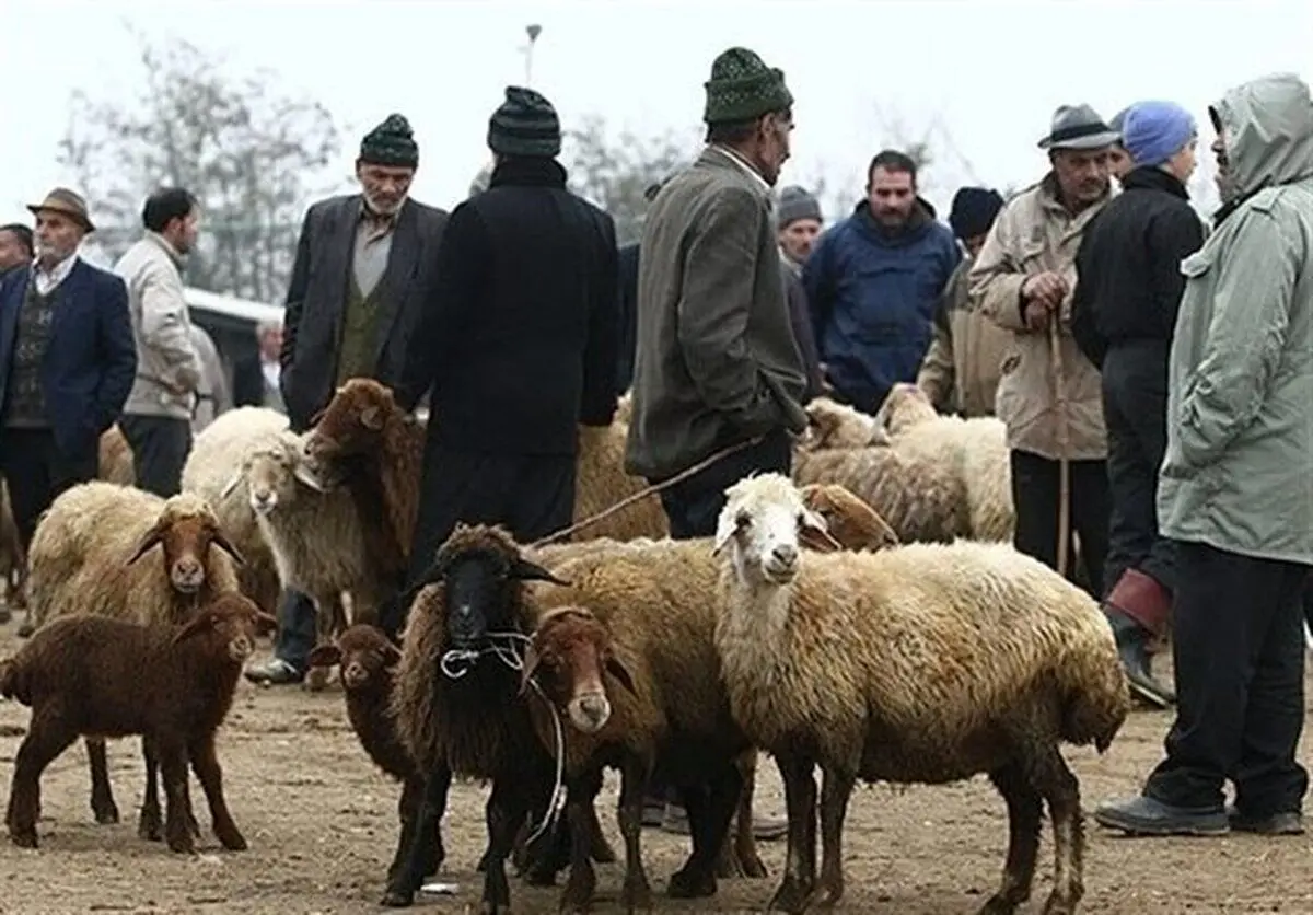 جزئیات جدید از آزاد شدن واردات گوسفند