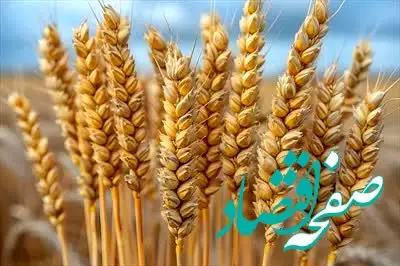 آخرین خبر از پرداخت مطالبات گندمکاران امروز جمعه ۸ خرداد ۱۴۰۵ 