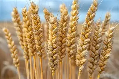 گندم‌کاران قربانی تاخیر دولت و فشار بانک‌ها شدند + ویدئو