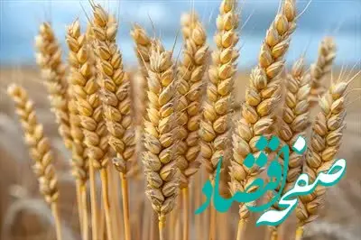آخرین خبر از پرداخت مطالبات گندمکاران امروز جمعه ۸ خرداد ۱۴۰۵ 