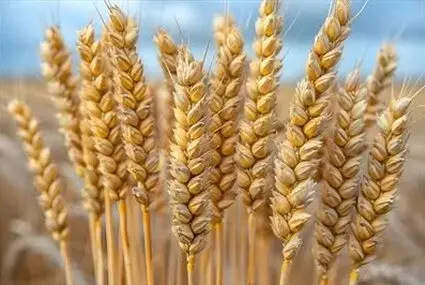 پول مطالبات گندمکاران تا یک هفته دیگر واریز می‌شود؟
