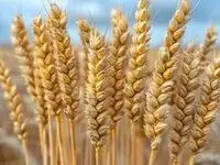 آخرین خبر از پرداخت مطالبات گندمکاران امروز سه شنبه ۲۳ تیر ۱۴۰۵
