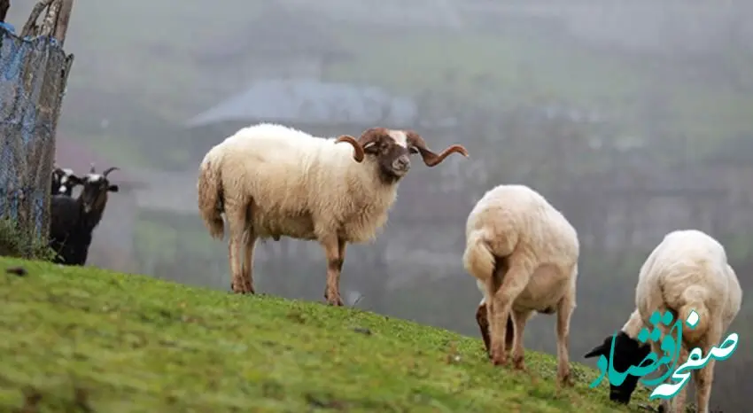 قیمت گوسفند وارداتی چقدر شد؟ + قیمت گوشت منجمد گوسفندی و گوساله