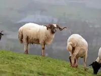 قیمت گوسفند وارداتی چقدر شد؟ + قیمت گوشت منجمد گوسفندی و گوساله