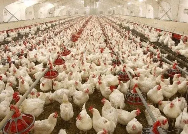 از انباشت مرغ در واحدهای تولیدی تا ضرر ۱۴ همتی مرغداران در ۲۵ روز