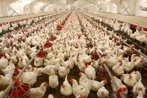 از انباشت مرغ در واحدهای تولیدی تا ضرر ۱۴ همتی مرغداران در ۲۵ روز