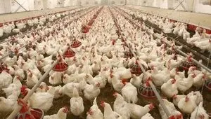 از انباشت مرغ در واحدهای تولیدی تا ضرر ۱۴ همتی مرغداران در ۲۵ روز