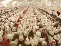 از انباشت مرغ در واحدهای تولیدی تا ضرر ۱۴ همتی مرغداران در ۲۵ روز