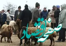 قیمت دام زنده امروز دوم مهرماه ۱۴۰۳