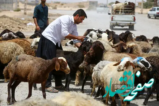 قیمت جدید دام زنده امروز چهارشنبه ۱ شهریور ۱۴۰۲  
