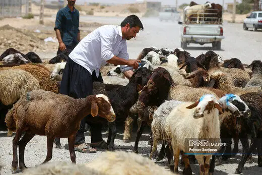 قیمت جدید دام زنده امروز چهارشنبه ۱ شهریور ۱۴۰۲  
