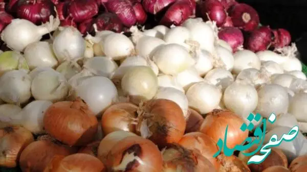 پای خرید و فروش پیاز هم به بورس کالا باز شد