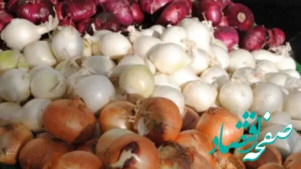 پای خرید و فروش پیاز هم به بورس کالا باز شد