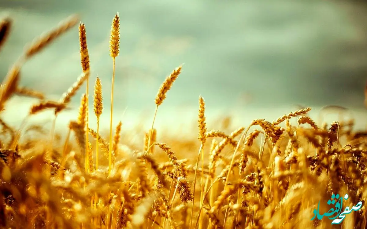 قیمت گندم چند وقت یک بار تغییر می‌کند؟ 