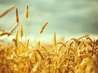 قیمت گندم چند وقت یک بار تغییر می‌کند؟ 