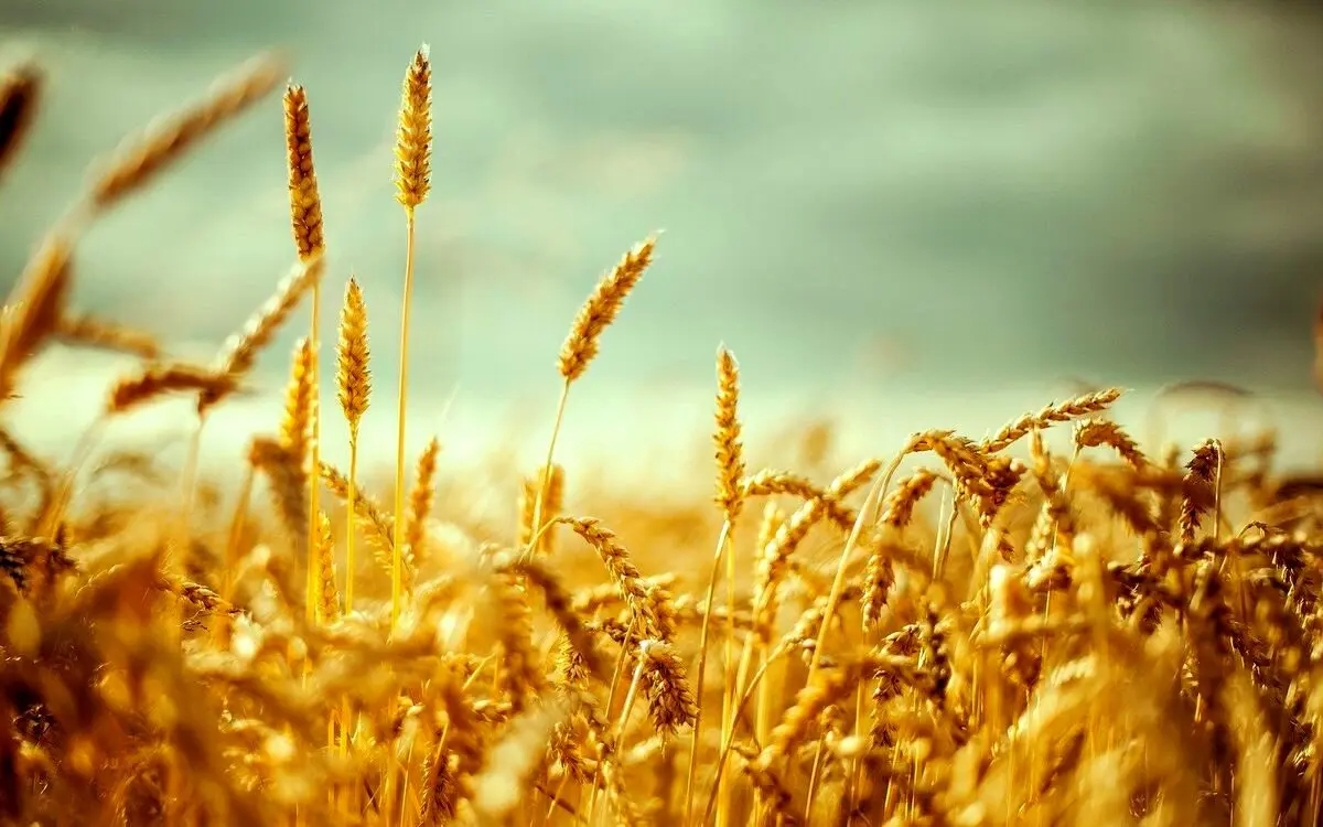 قیمت گندم چند وقت یک بار تغییر می‌کند؟ 