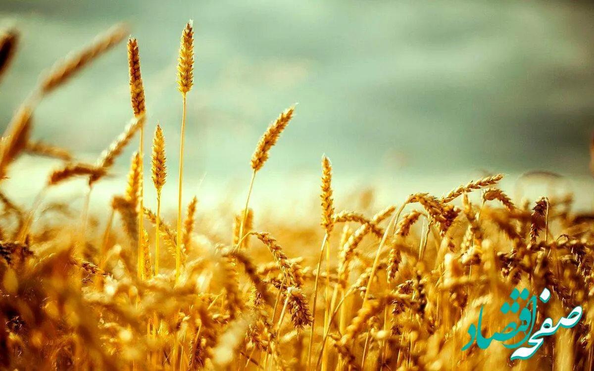قیمت گندم چند وقت یک بار تغییر می‌کند؟ 