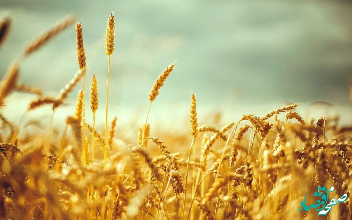 قیمت گندم چند وقت یک بار تغییر می‌کند؟ 