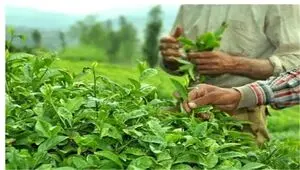 ۸۰ درصد مطالبات چای‌کاران پرداخت شد