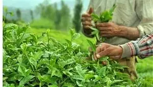 ۸۰ درصد مطالبات چای‌کاران پرداخت شد