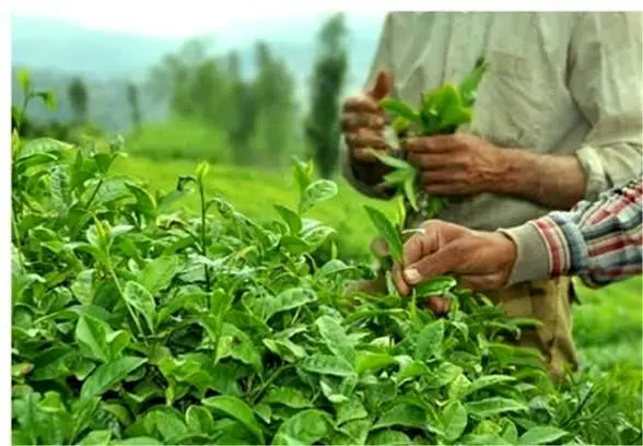 ۸۰ درصد مطالبات چای‌کاران پرداخت شد