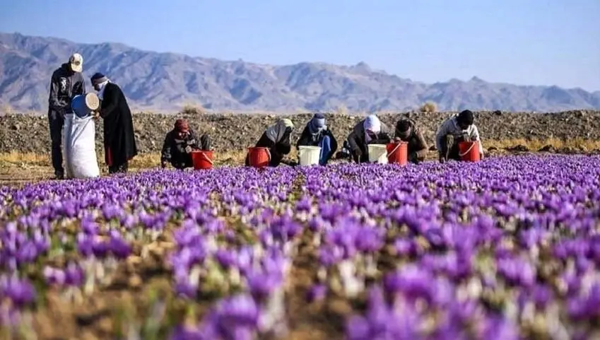 مستند بورس و زعفران؛ تجربه موفق عرضه زعفران در بورس کالا و رضایت کشاورزان