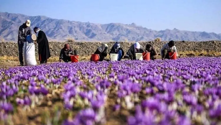 مستند بورس و زعفران؛ تجربه موفق عرضه زعفران در بورس کالا و رضایت کشاورزان