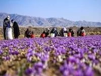 مستند بورس و زعفران؛ تجربه موفق عرضه زعفران در بورس کالا و رضایت کشاورزان