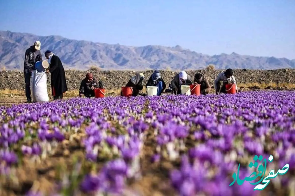 مستند بورس و زعفران؛ تجربه موفق عرضه زعفران در بورس کالا و رضایت کشاورزان