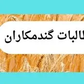 تأخیر در پرداخت مطالبات گندمکاران؛ تهدیدی برای امنیت غذایی و کشاورزی ایران | توجیهی برای تأخیر در پرداخت وجود ندارد
