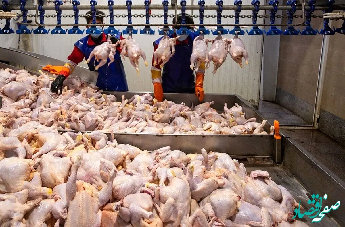 تکان شدید و جدید به بازار مرغ 