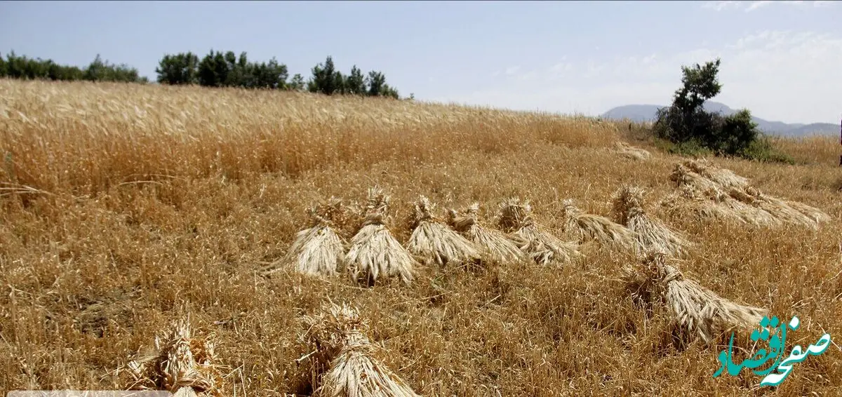 از قیمت گندم 11 هزار تومانی تا گندم  25 هزار تومانی | اعتراف به اشتباه در محاسبه قیمت خرید تضمینی گندم!