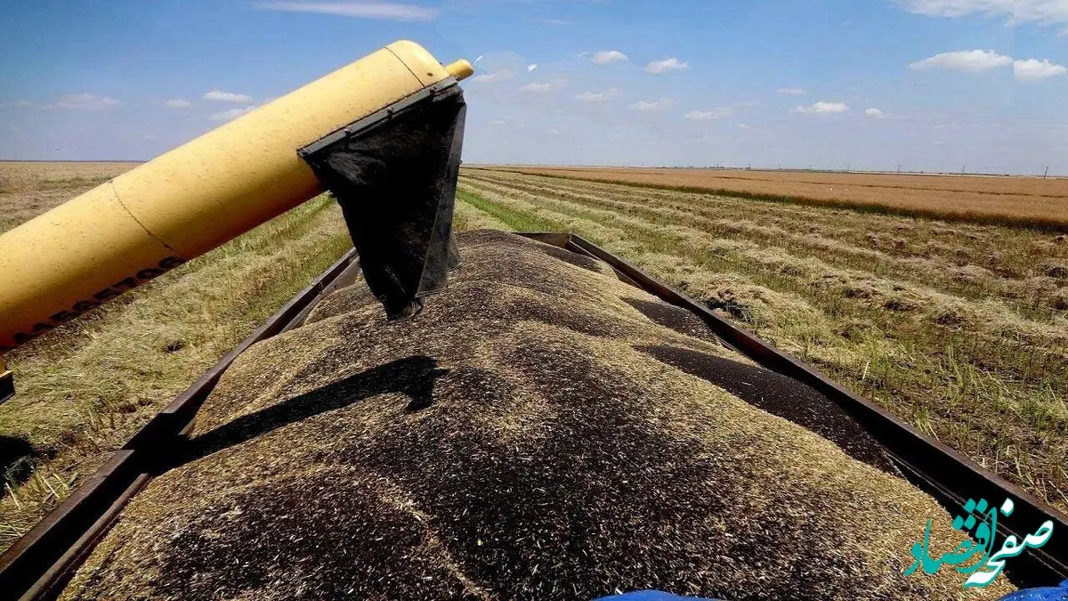 خبر مهم دولت برای گندمکاران/ قیمت جدید گندم اعلام شد + جزییات