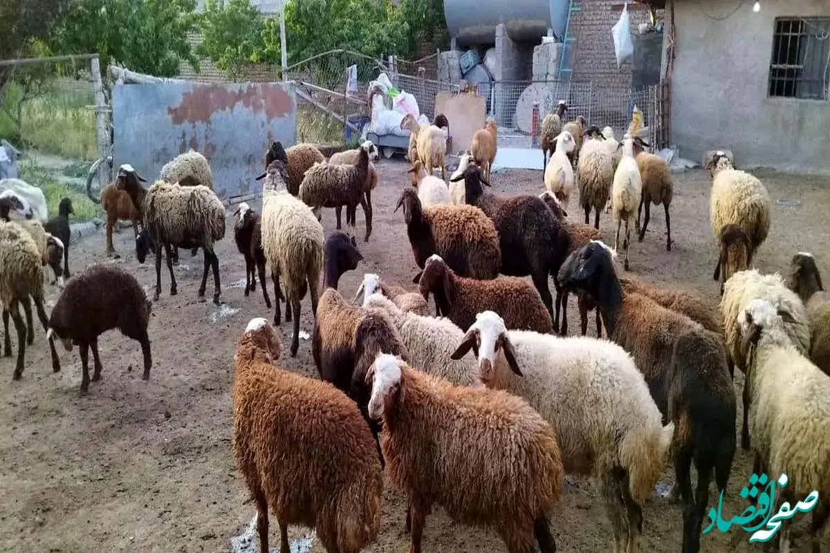 جدول قیمت دام زنده امروز پنجشنبه ۲۷ دی ۱۴۰۳/ نوسان قیمت دام زنده در خراسان رضوی و همدان