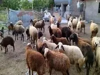 جدول قیمت دام زنده امروز پنجشنبه ۲۷ دی ۱۴۰۳/ نوسان قیمت دام زنده در خراسان رضوی و همدان