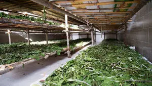 سهم ۶۰ درصدی گیلان در تاروپود ابریشم ایران؛ احیای یک میراث در خطر گسست