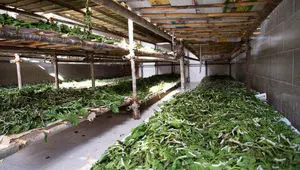 سهم ۶۰ درصدی گیلان در تاروپود ابریشم ایران؛ احیای یک میراث در خطر گسست