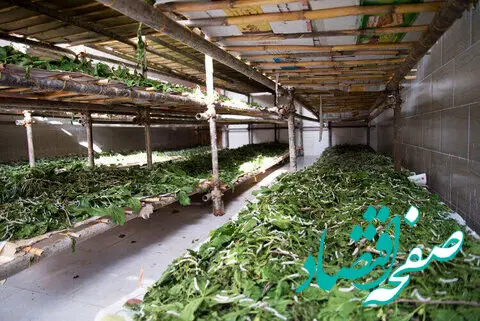 سهم ۶۰ درصدی گیلان در تاروپود ابریشم ایران؛ احیای یک میراث در خطر گسست