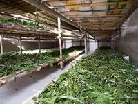 سهم ۶۰ درصدی گیلان در تاروپود ابریشم ایران؛ احیای یک میراث در خطر گسست