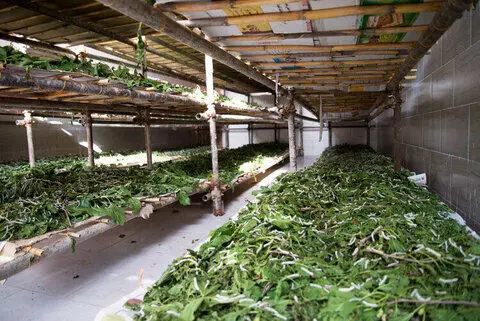 سهم ۶۰ درصدی گیلان در تاروپود ابریشم ایران؛ احیای یک میراث در خطر گسست