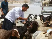 قیمت دام زنده چقدر شد؟ | جدول قیمت دام زنده