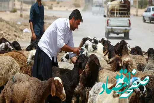 قیمت دام زنده امروز یکشنبه ۲۲ مهر ۱۴۰۳ / ادامه ثبات در بازار دام