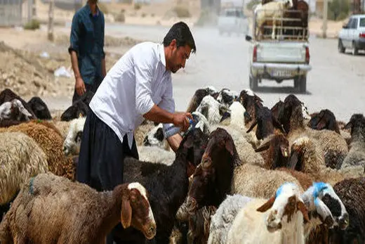 قیمت دام زنده چقدر شد؟ | جدول قیمت دام زنده