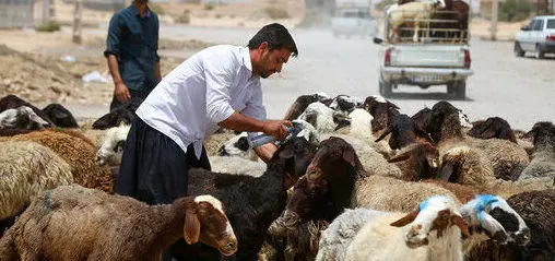 قیمت دام زنده در تهران برای روز عرفه و عید قربان 1403