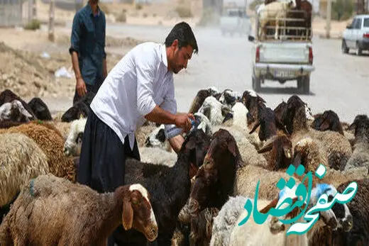 قیمت دام زنده در روز شنبه ۲۱ مهر ۱۴۰۳ | برابری قیمت در سه استان
