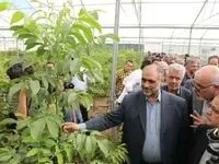 تولید محصولات کشاورزی گلخانه‌ای به 4 میلیون و 300 هزار تن رسید