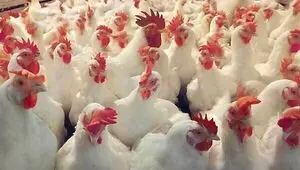 چالش مازاد تولید گریبان گیر مرغداران خراسان رضوی 