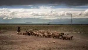 رکوردشکنی آگهی استخدام چوپان در چین