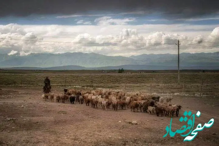 رکوردشکنی آگهی استخدام چوپان در چین